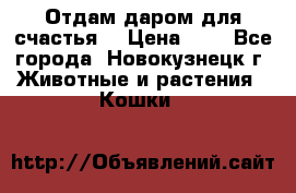 Отдам даром для счастья. › Цена ­ 1 - Все города, Новокузнецк г. Животные и растения » Кошки   